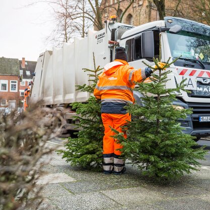 Zwei Tannenbäume werden zur Abfuhr zu einem Entsorgungsfahrzeug gebracht. | © Die Bremer Stadtreinigung